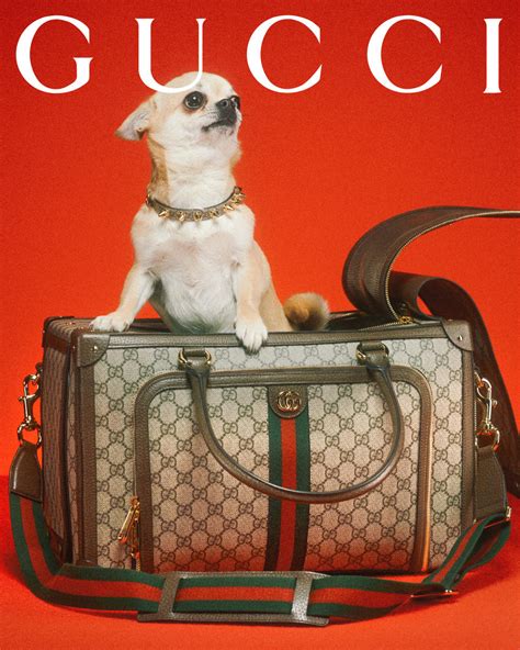 pet gucci zwart|gucci pet collection.